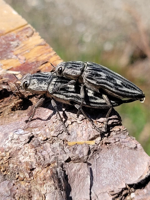 Chalcophora mariana - nagy fenyvesdíszbogár