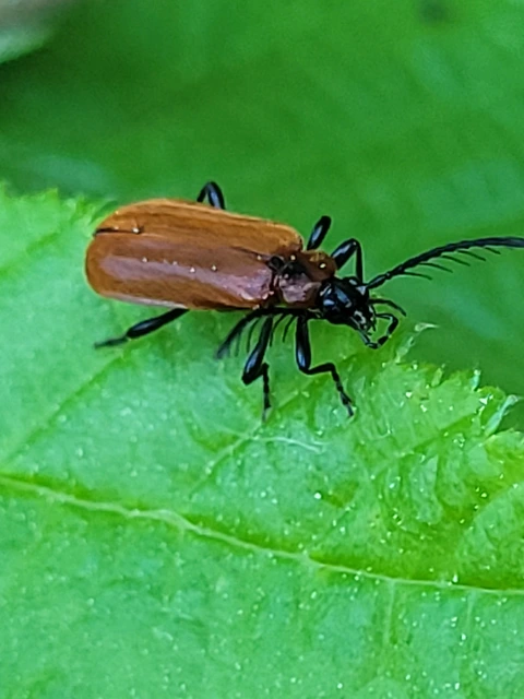 Schizotus pectinicornis - kis bíborbogár