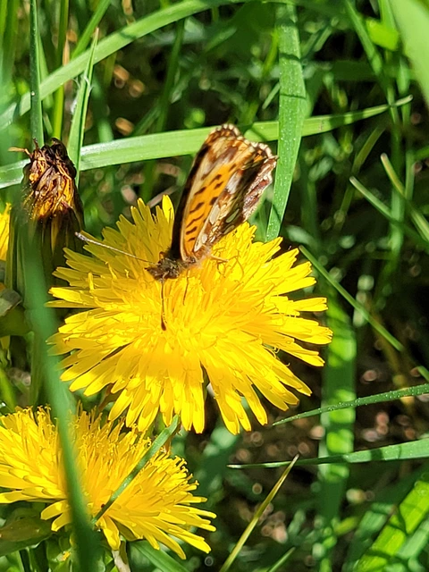 Boloria dia - kis gyöngyházlepke