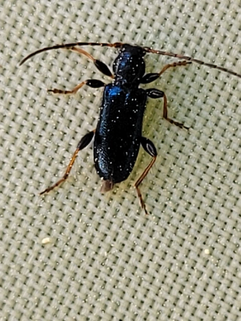 Phymatodes rufipes - kék háncscincér
