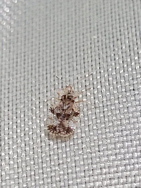 Stephanitis pyri - körte-csipkéspoloska