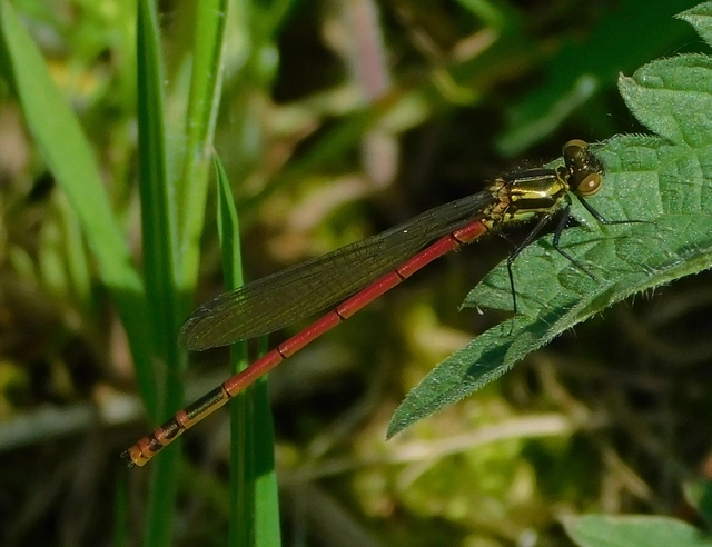 Pyrrhosoma nymphula interposita - vörös légivadász
