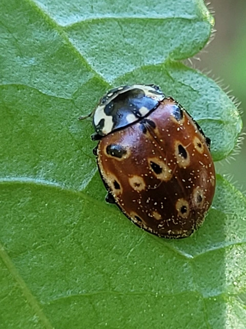 Anatis ocellata - szemfoltos katica