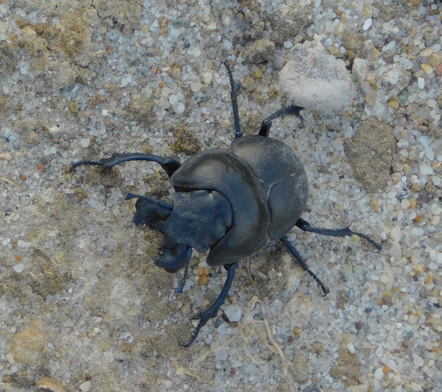 Lethrus apterus - nagyfejű csajkó