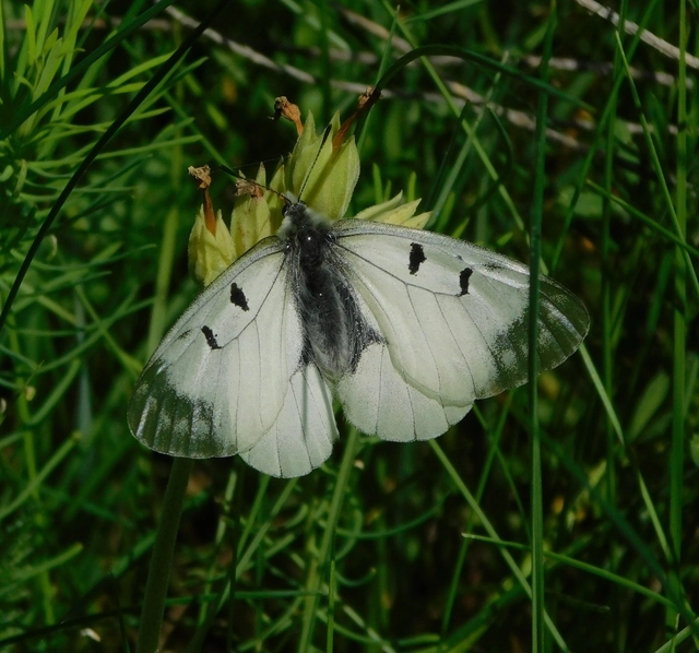 Parnassius mnemosyne - kis apollólepke