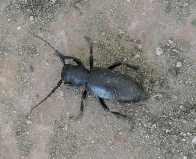 Dorcadion aethiops - fekete gyalogcincér