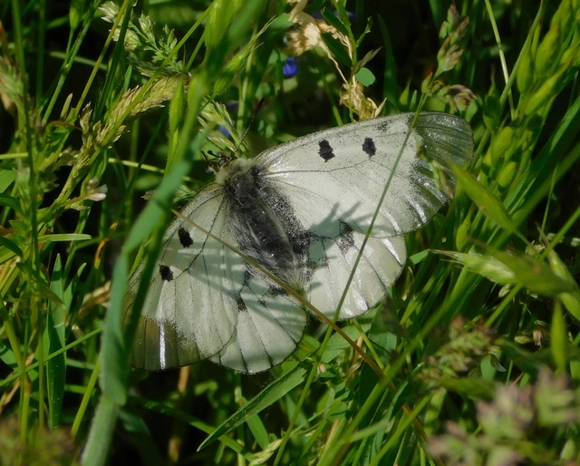 Parnassius mnemosyne - kis apollólepke