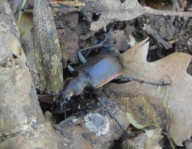 Calosoma inquisitor - kis bábrabló