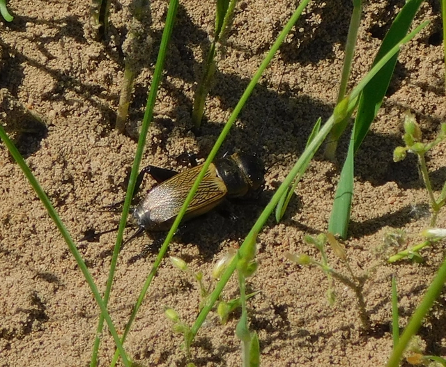 Gryllus campestris - mezei tücsök