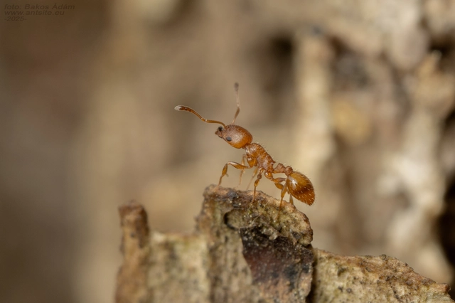 Temnothorax unifasciatus - gyűrűs kéreghangya