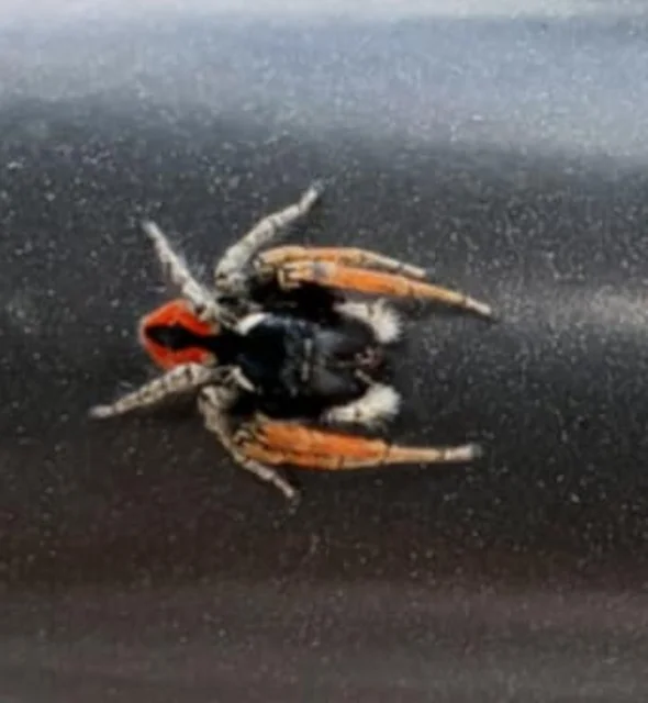 Philaeus chrysops - piros ugrópók