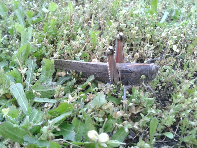 Anacridium aegyptium - egyiptomi sáska