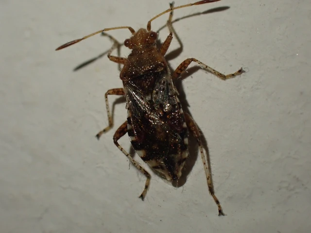 Rhopalus subrufus - vörös üvegszárnyú-poloska