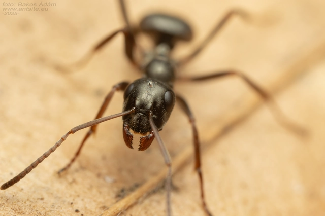 Formica fusca - kormos rabszolgahangya