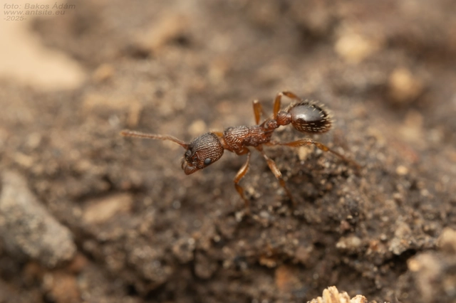 Myrmica specioides - pusztai bütyköshangya