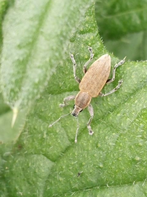 Tanymecus palliatus - közönséges hegyesfarúbarkó