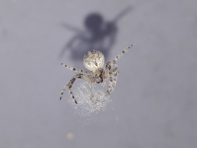 Larinioides