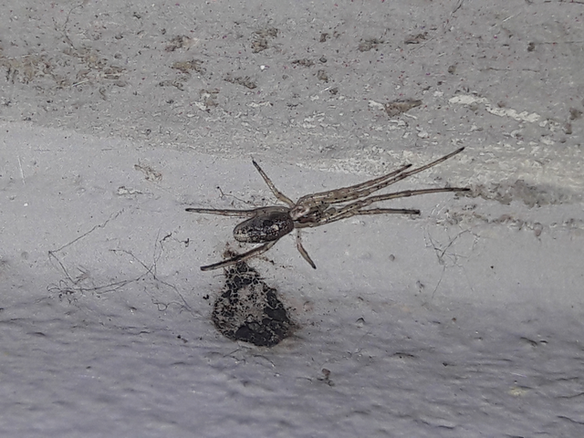 Tetragnatha