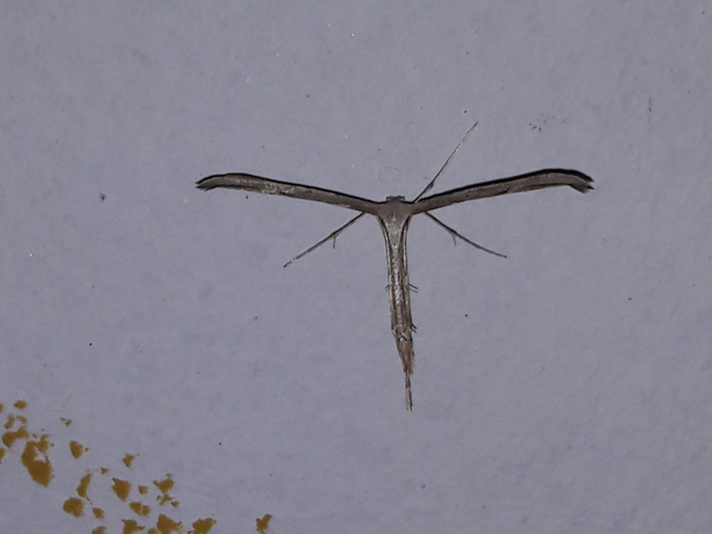 Pterophoridae - tollasmolyfélék
