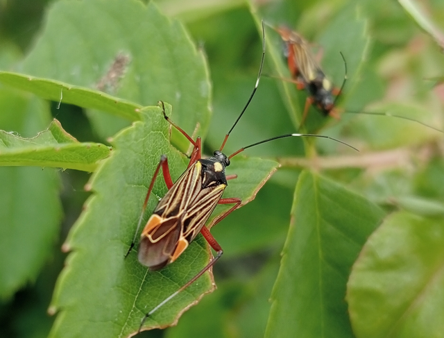 Miris striatus - sávos mezeipoloska