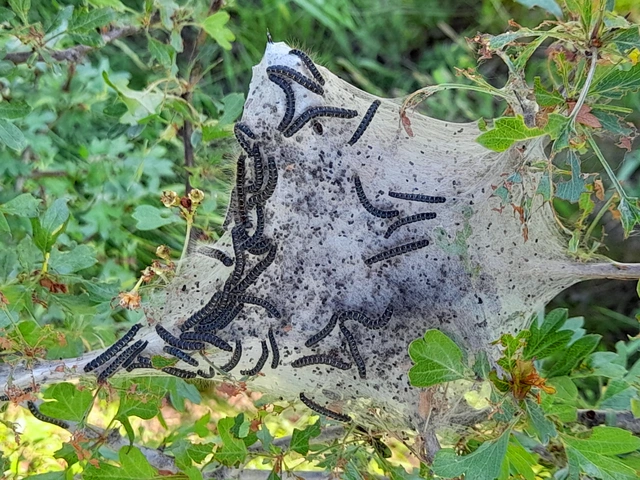 Eriogaster lanestris - tavaszi gyapjasszövő
