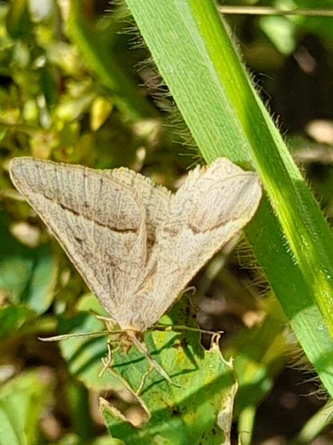 Tephrina arenacearia - lucerna-araszoló