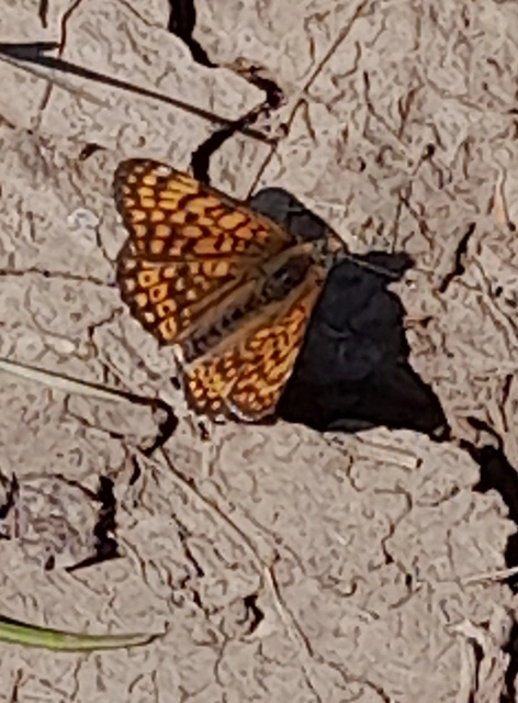 Melitaea cinxia - réti tarkalepke