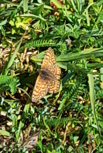 Melitaea cinxia - réti tarkalepke