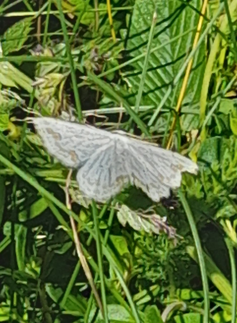 Scopula ornata - díszes fehéraraszoló