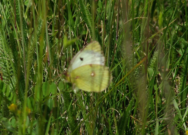 Colias hyale - kéneslepke