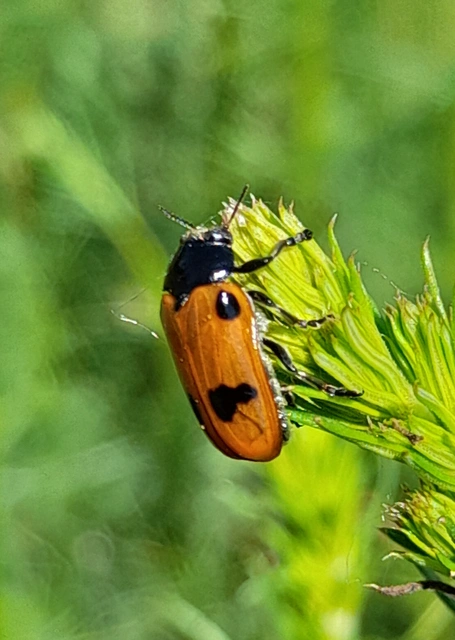 Clytra quadripunctata - négyfoltos zsákhordóbogár