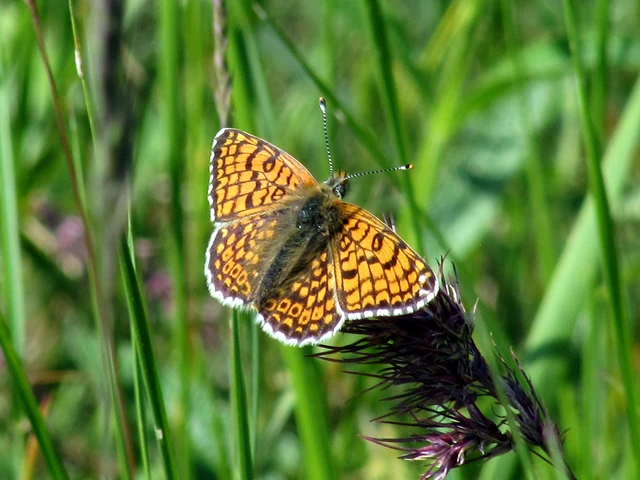 Melitaea cinxia - réti tarkalepke