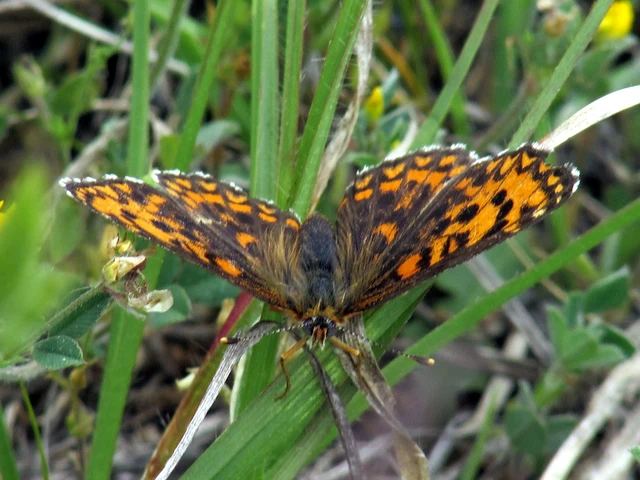 Melitaea trivia - kis tarkalepke
