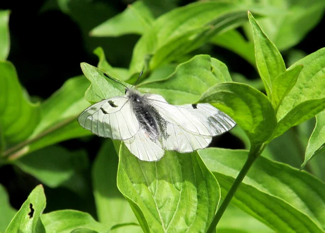 Parnassius mnemosyne - kis apollólepke