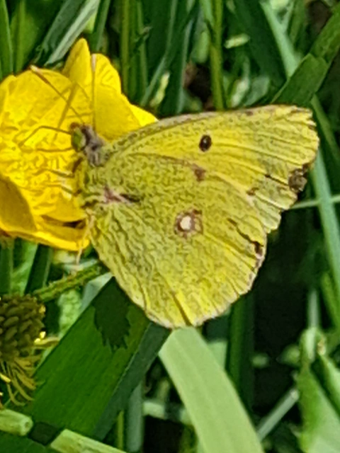Colias erate - csángó-kéneslepke