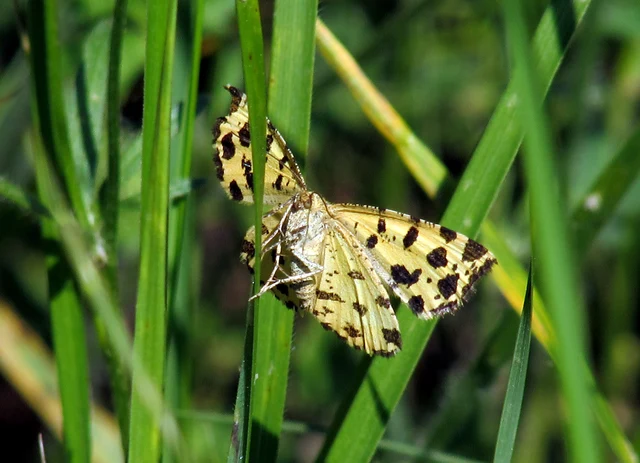 Pseudopanthera macularia - párducfoltos araszoló