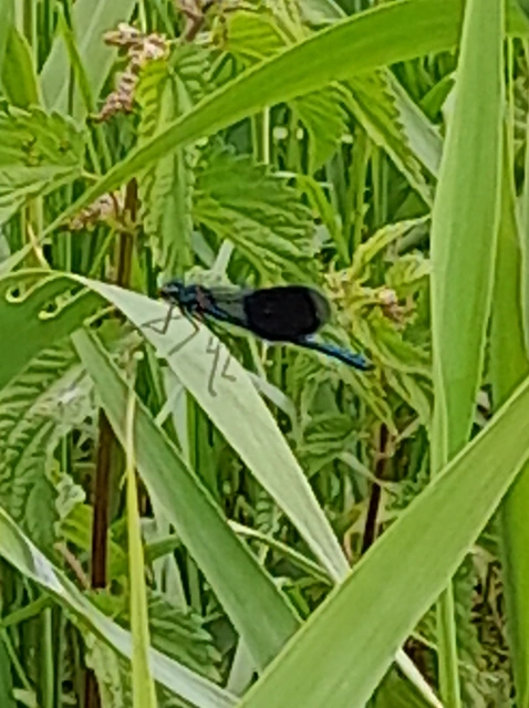 Calopteryx splendens - sávos szitakötő