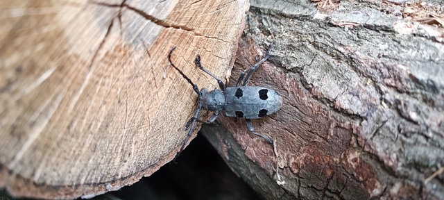 Morimus asper funereus - gyászcincér