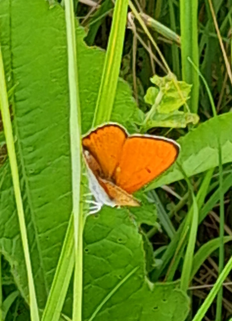 Lycaena dispar rutilus - nagy tűzlepke