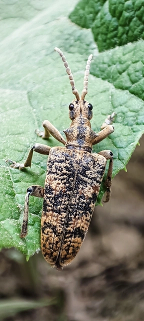 Rhagium sycophanta - tölgyes-tövisescincér