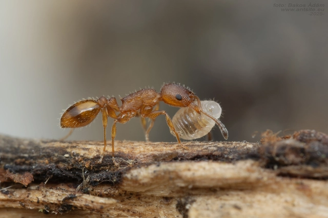 Temnothorax unifasciatus - gyűrűs kéreghangya