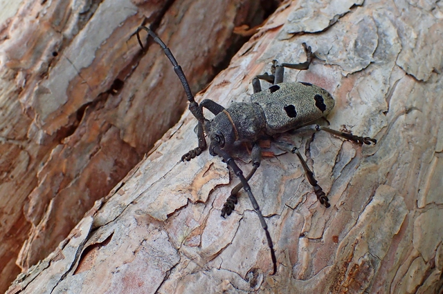 Morimus asper funereus - gyászcincér