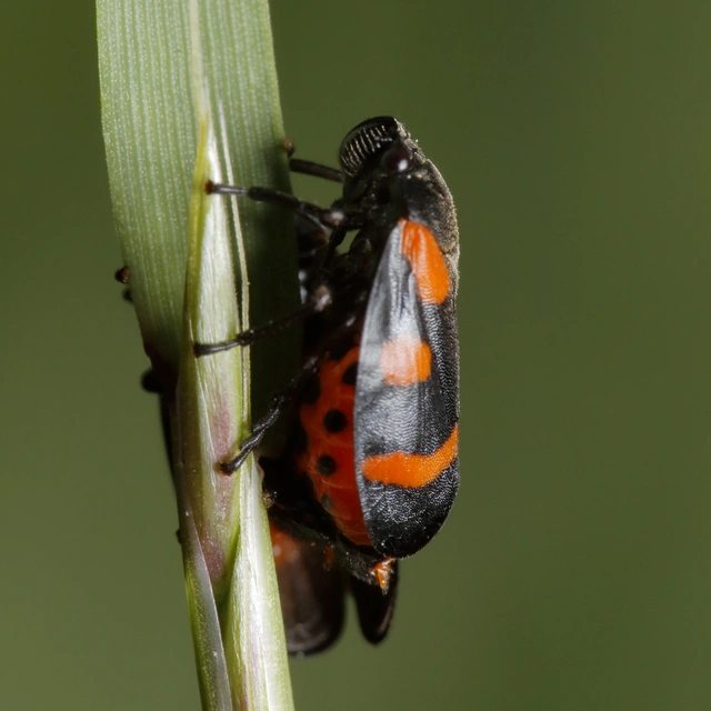 Cercopis sanguinolenta