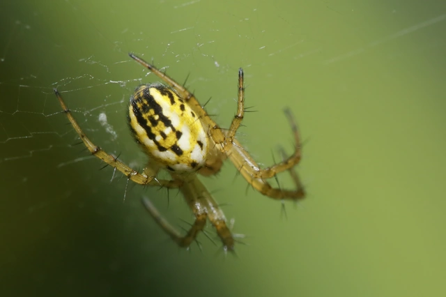 Mangora acalypha - réti keresztespók