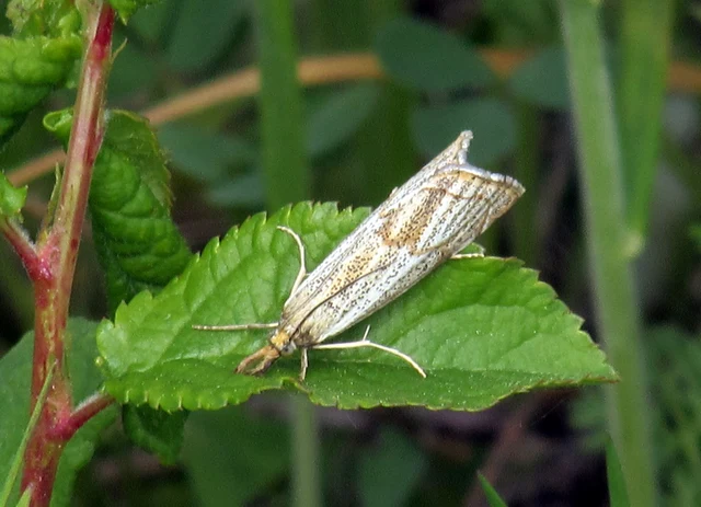 Thisanotia chrysonuchella - tavaszi fűgyökérmoly