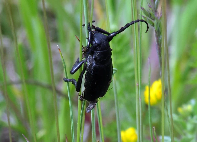 Dorcadion aethiops - fekete gyalogcincér