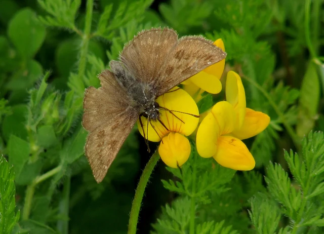 Erynnis tages - cigánylepke