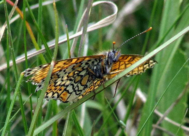 Melitaea cinxia - réti tarkalepke