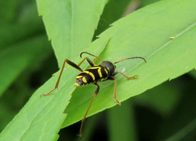 Clytus arietis - közönséges darázscincér