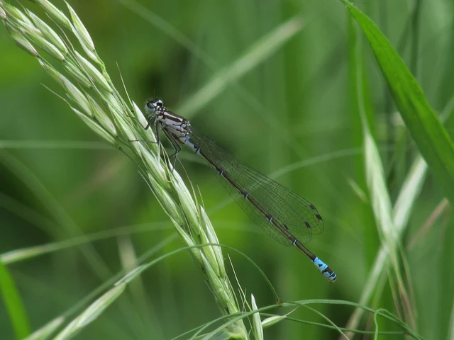 Coenagrion pulchellum - karcsú légivadász